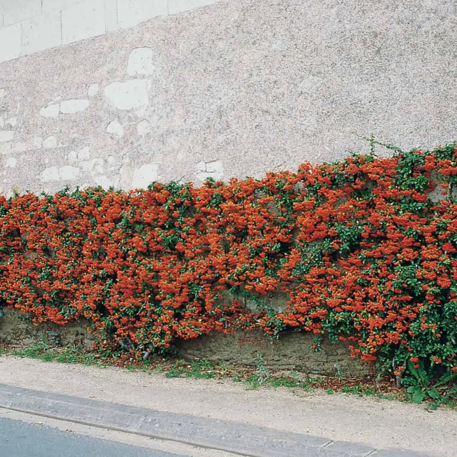 Feuerdorn ‘Saphyr Rouge’ (x3) - Rote Beeren den Winter über
