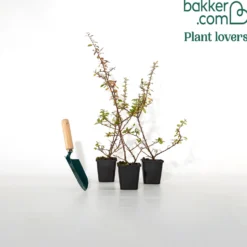 Feuerdorn ‘Saphyr Rouge’ (x3) - Rote Beeren den Winter über
