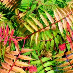 Fiederspiere Pink Hopi® - Rosa Austrieb, weiße Blüten
