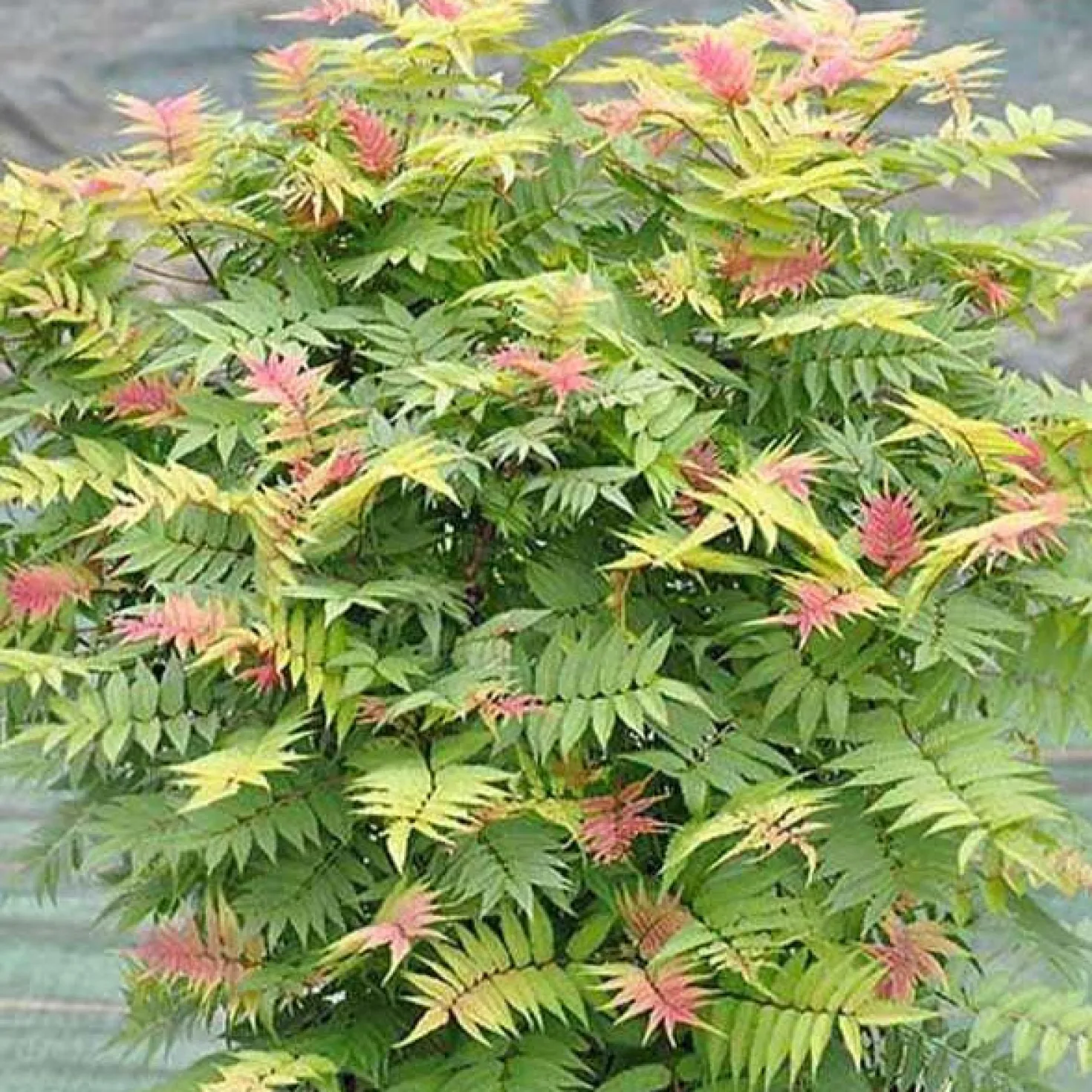 Fiederspiere Pink Hopi® - Rosa Austrieb, weiße Blüten