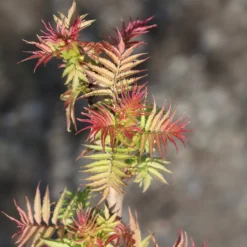 Fiederspiere Pink Hopi® - Rosa Austrieb, weiße Blüten