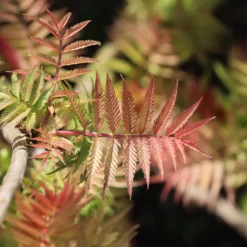Fiederspiere Pink Hopi® - Rosa Austrieb, weiße Blüten