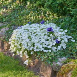 Filziges Hornkraut (x3) - Weißer Blütenteppich im Nu