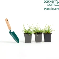 Filziges Hornkraut (x3) - Weißer Blütenteppich im Nu