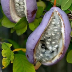 Fingerblättrige Akebie 'Quinata' - Duftende Kletterpflanze