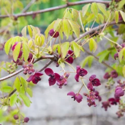 Fingerblättrige Akebie 'Quinata' - Duftende Kletterpflanze