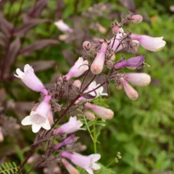 Fingerhutförmiger Bartfaden 'Dark Towers' - Dunkles Laub, elegante Blüten