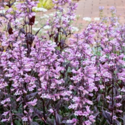 Fingerhutförmiger Bartfaden 'Dark Towers' - Dunkles Laub, elegante Blüten