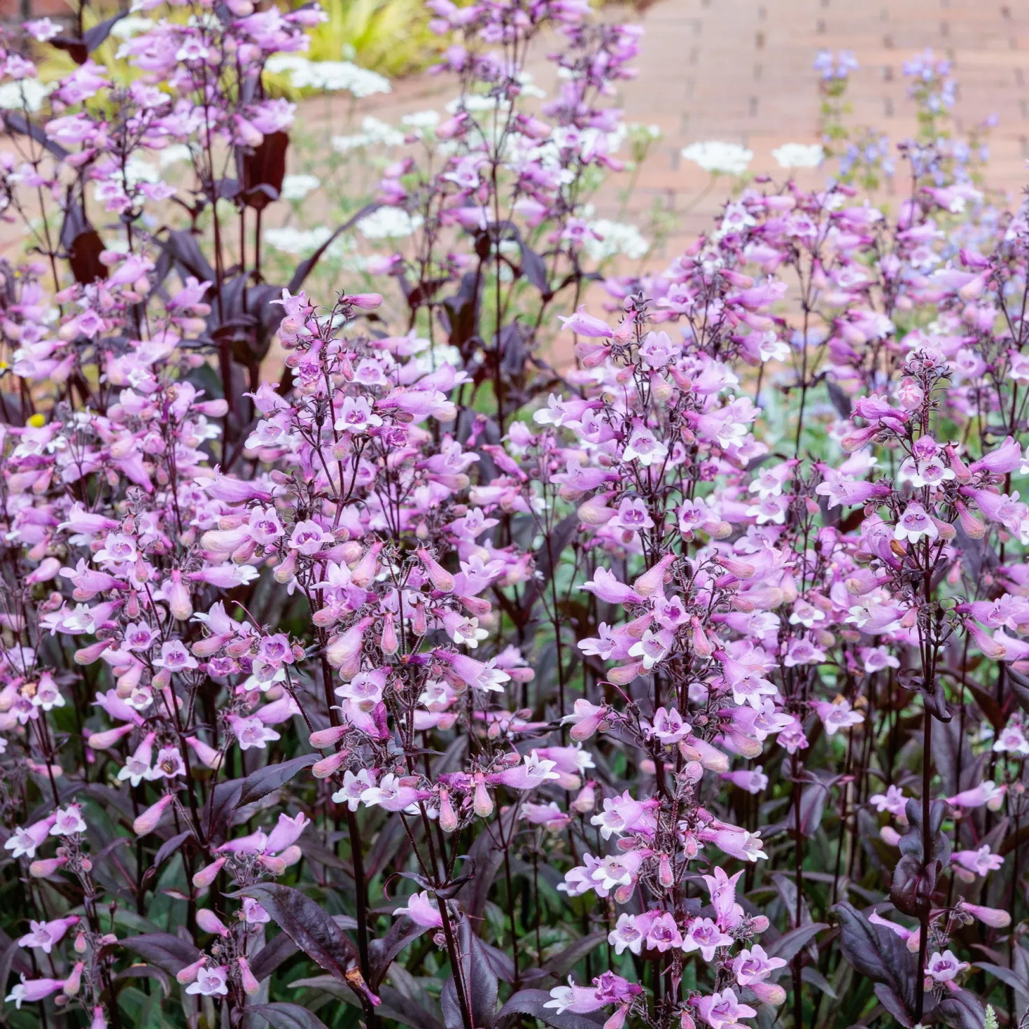 Fingerhutförmiger Bartfaden 'Dark Towers' - Dunkles Laub, elegante Blüten