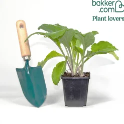 Fingerhut 'Pam's Choice' - Weiße Blütentürme im Garten