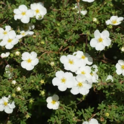 Fingerstrauch Abbotswood - Weiße Blüten den ganzen Sommer