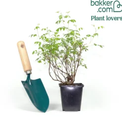 Fingerstrauch Abbotswood - Weiße Blüten den ganzen Sommer