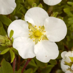 Fingerstrauch Abbotswood - Weiße Blüten den ganzen Sommer