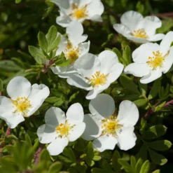 Fingerstrauch Abbotswood - Weiße Blüten den ganzen Sommer