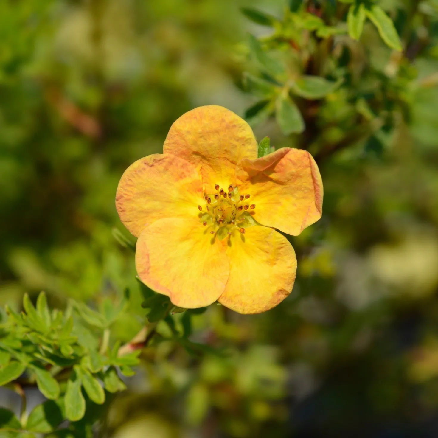 Fingerstrauch Bella Sol® - Orange Blüten bis Oktober