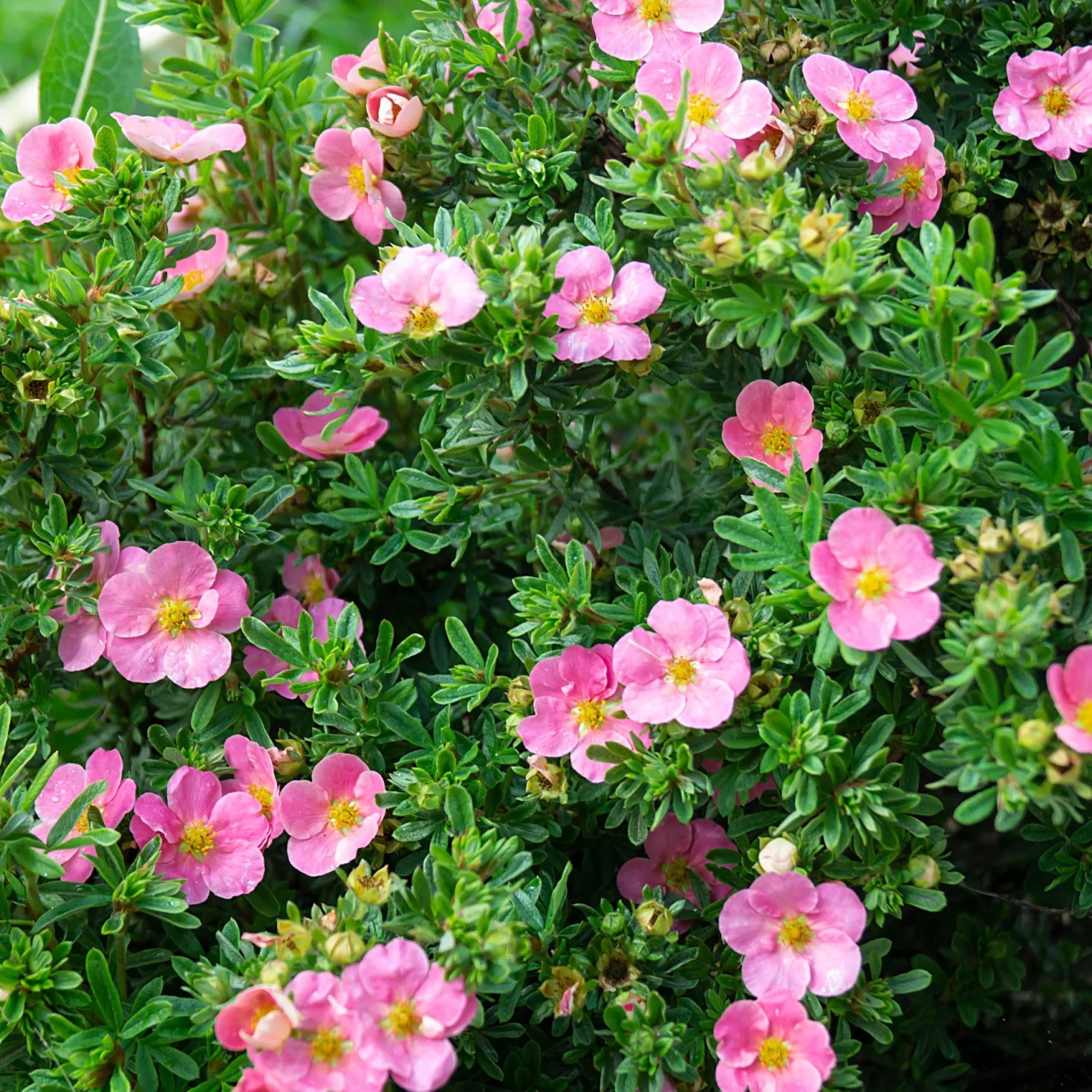 Fingerstrauch Bellissima® - Rosa Blüten den ganzen Sommer
