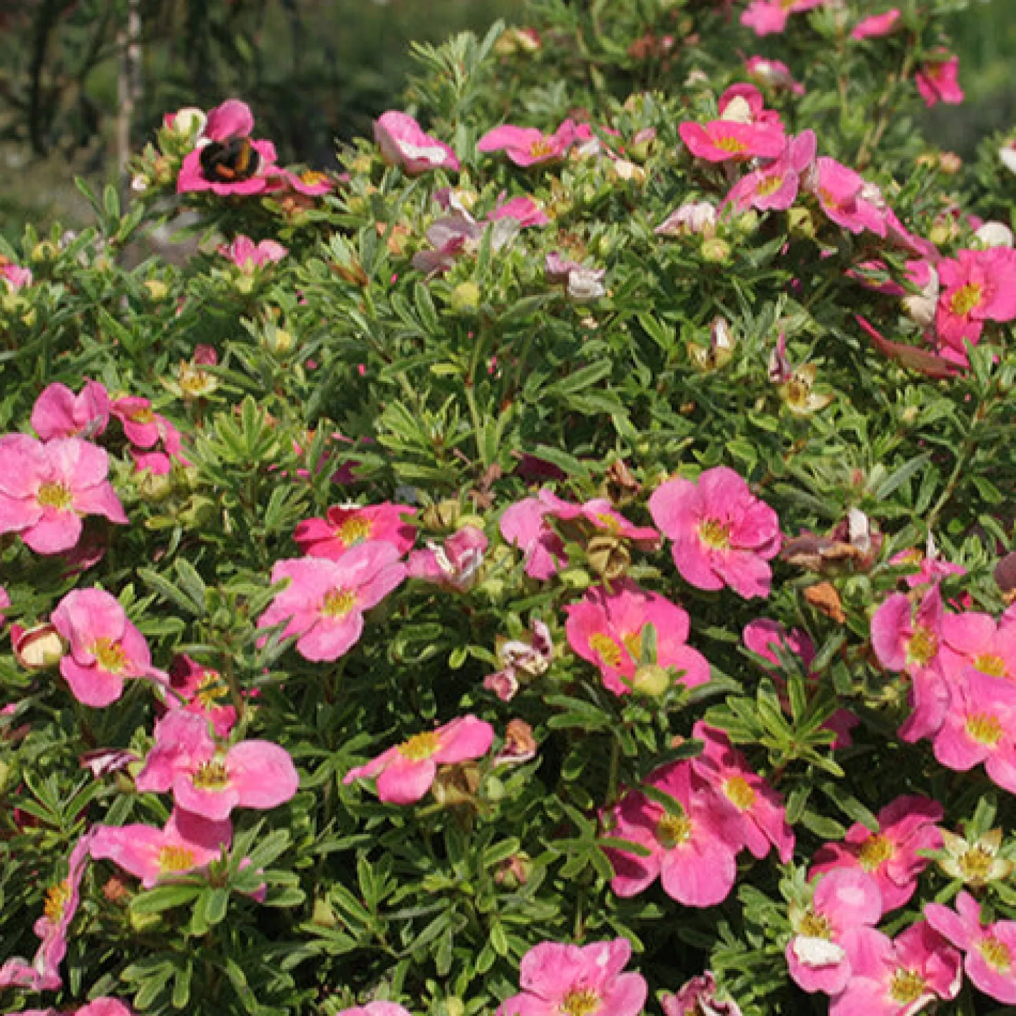 Fingerstrauch Bellissima® - Rosa Blüten den ganzen Sommer