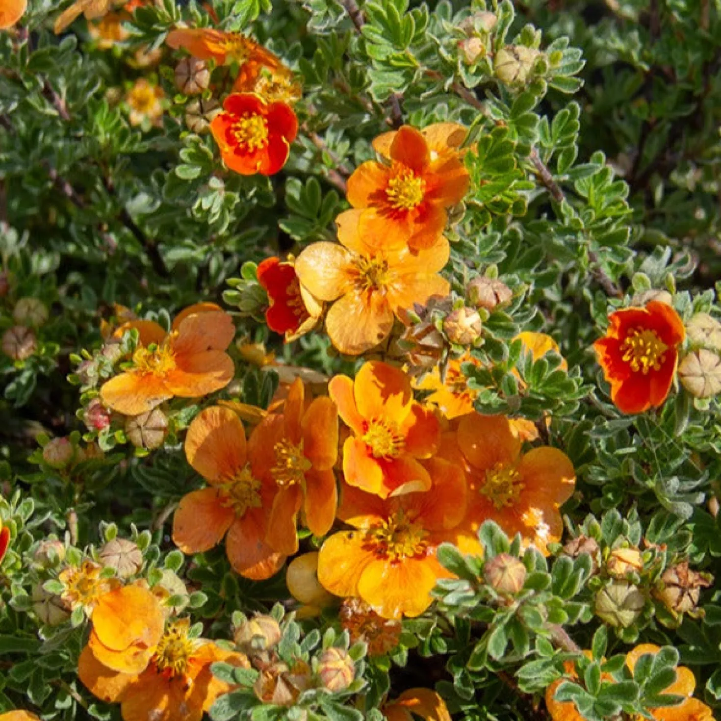Fingerstrauch Hopleys Orange - Farbe von Mai bis Oktober