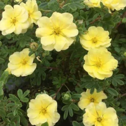 Fingerstrauch Lemon Meringue - Gelbe Blüten den ganzen Sommer