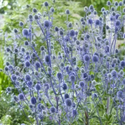 Flachblatt-Mannstreu - Stahlblau, das bleibt