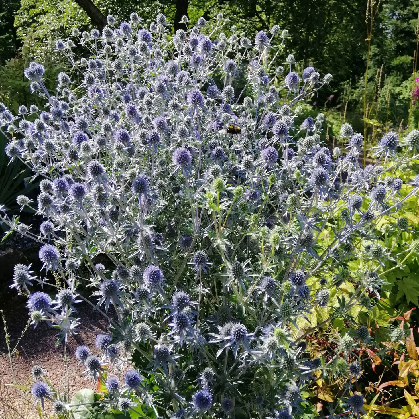 Flachblatt-Mannstreu - Stahlblau, das bleibt