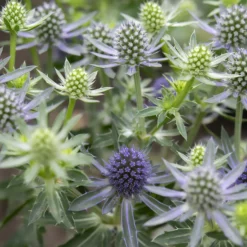 Flachblättrige Edeldistel Blue Hobbit - Stahlblau ohne Aufwand