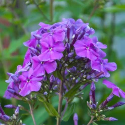 Flammenblume 'Amethyst' - Amethystviolett im Beet