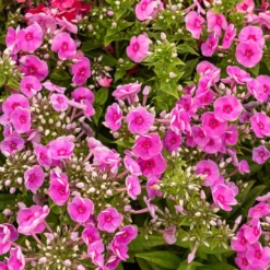 Flammenblume ‘Bambini® Desire’ - Fuchsia-Blüten im Miniformat