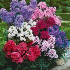 Flammenblumen Mischung (x5) - Duftende Farbwolken im Beet