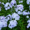 Flammenblume (rot, blau, weiß) (x3) - Farbenpracht mit Duft