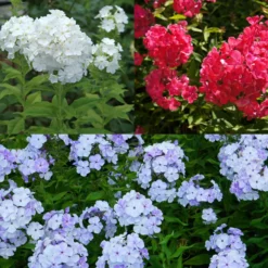 Flammenblume (rot, blau, weiß) (x3) - Farbenpracht mit Duft