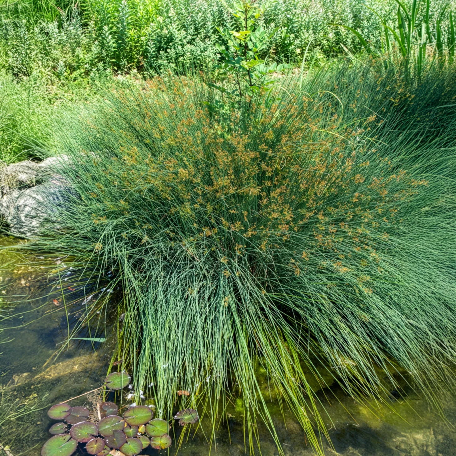 Flatter Binse - Grün am Teichrand im Nu