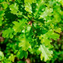 Flaumeiche - Ein Baum für Generationen