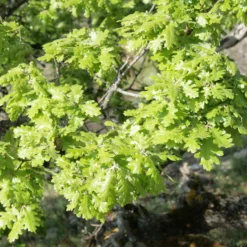 Flaumeiche - Ein Baum für Generationen