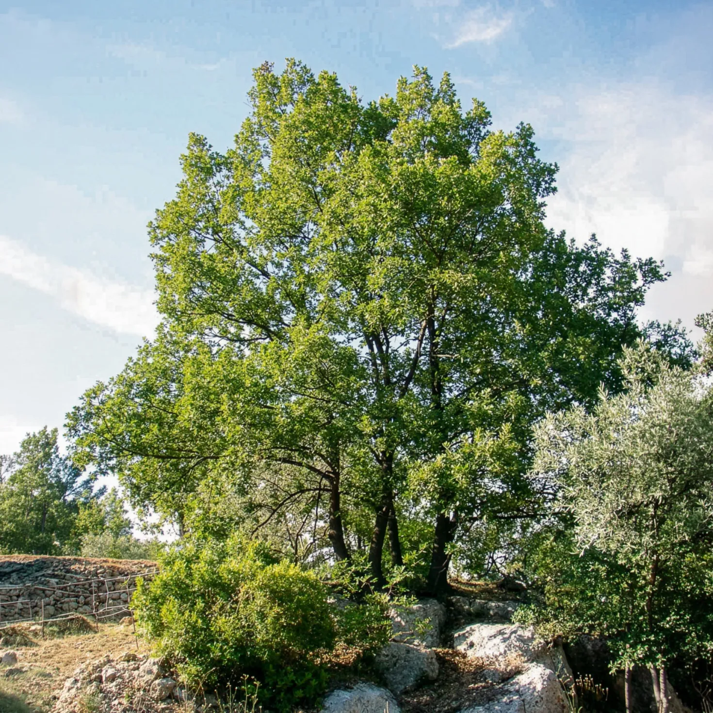Flaumeiche - Ein Baum für Generationen