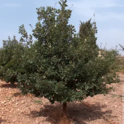 Flaumeiche - Ein Baum für Generationen