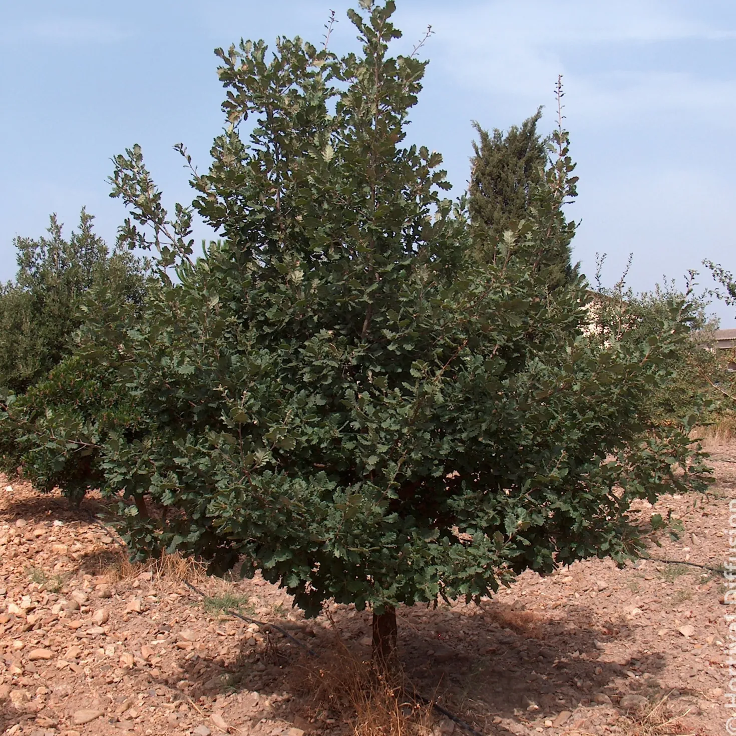 Flaumeiche - Ein Baum für Generationen