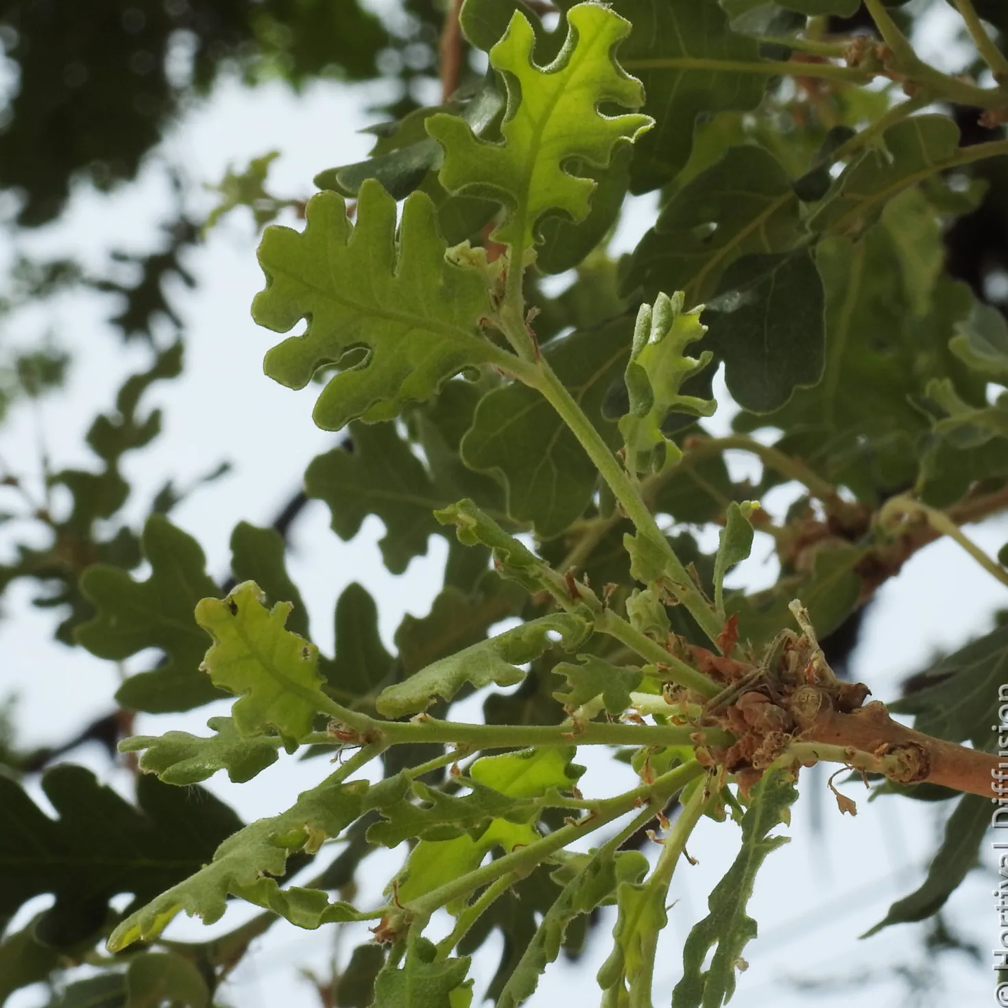 Flaumeiche - Ein Baum für Generationen