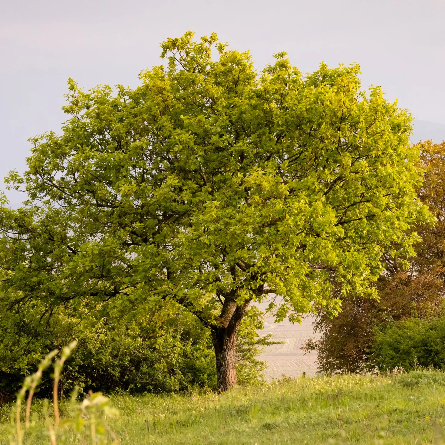 Flaumeiche - Ein Baum für Generationen