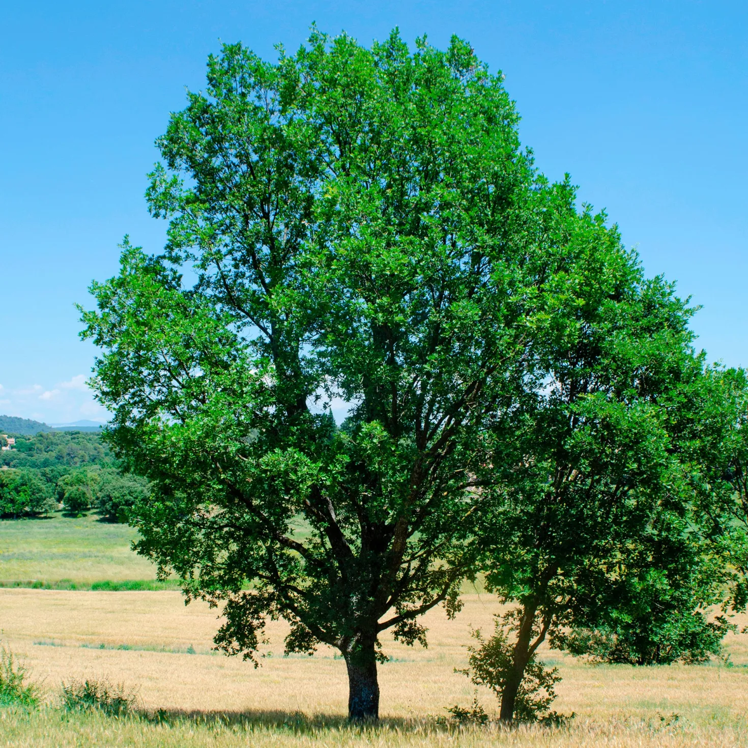 Flaumeiche - Ein Baum für Generationen