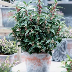 Fleischbeere Winter Gem - Winterduft ohne Aufwand