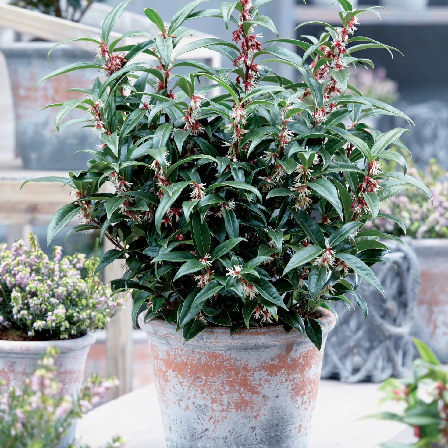Fleischbeere Winter Gem - Winterduft ohne Aufwand