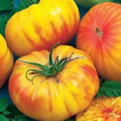Fleischtomate Ananas - Süße Riesentomate im Garten