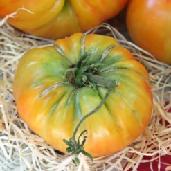 Fleischtomate Ananas - Süße Riesentomate im Garten