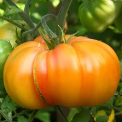 Fleischtomate Ananas - Süße Riesentomate im Garten