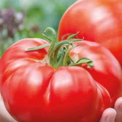 Fleischtomate Country Taste F1 Bio - Große Tomaten, voller Geschmack