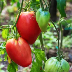 Fleischtomate ‘Cœur de Bœuf’ (x3) - Riesige Tomaten, kaum Kerne