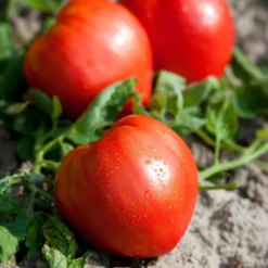 Fleischtomate ‘Cœur de Bœuf’ (x3) - Riesige Tomaten, kaum Kerne