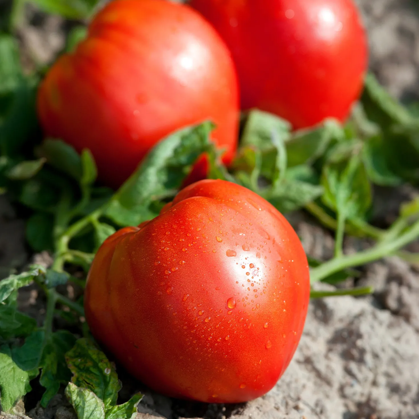 Fleischtomate ‘Cœur de Bœuf’ (x3) - Riesige Tomaten, kaum Kerne
