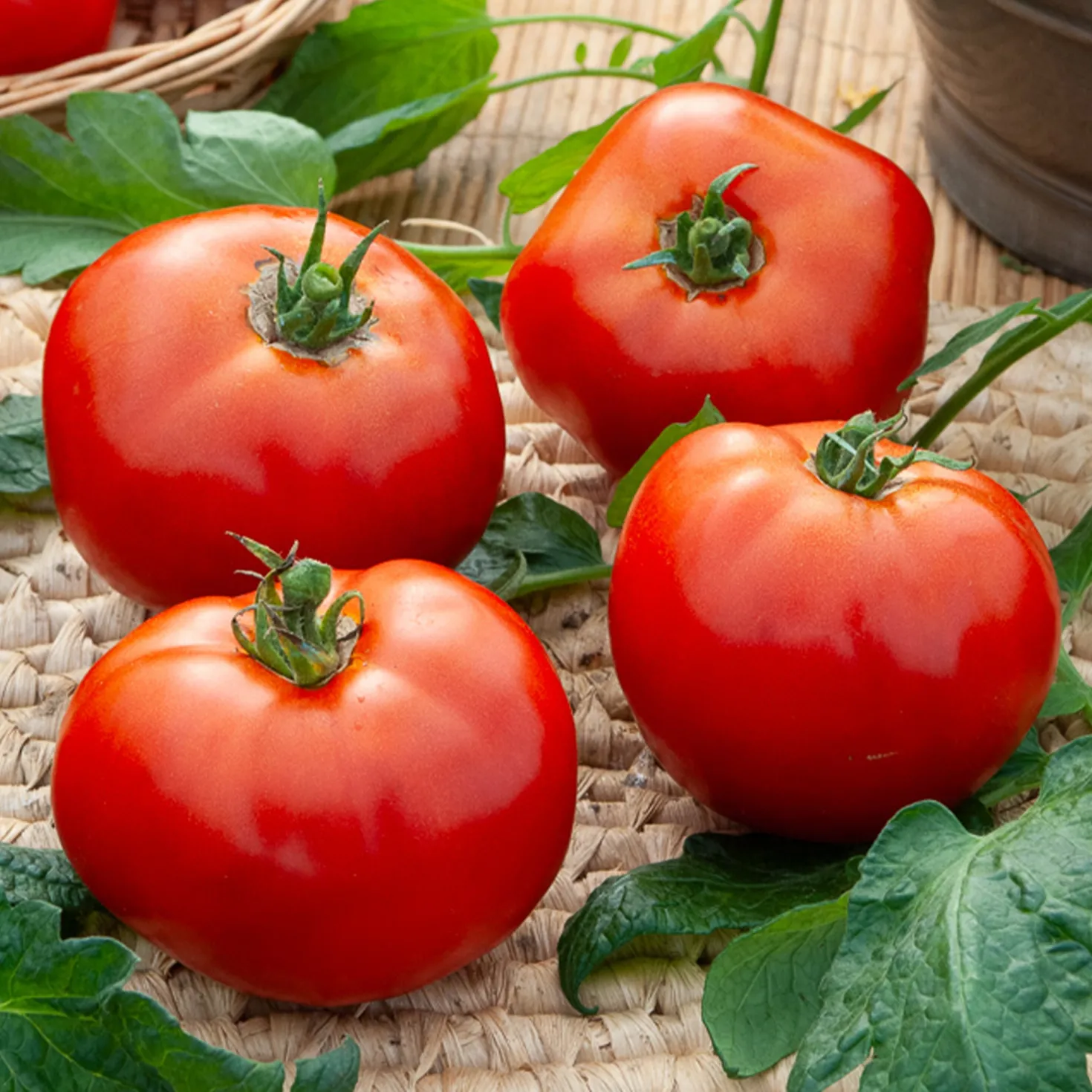 Fleischtomate Marktwunder - Große rote Tomaten selbst geerntet